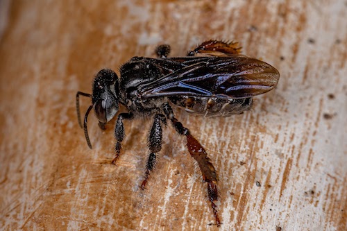 Stingless bee
